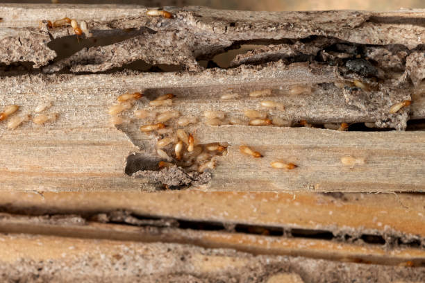 Best Residential Pest Control  in Montpelier, ID