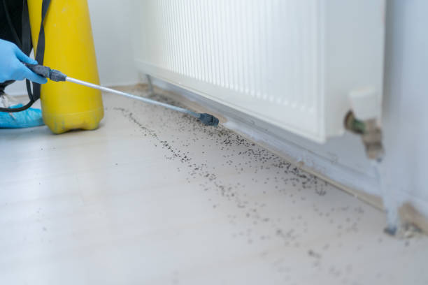 Wasp Removal Services in Montpelier, ID