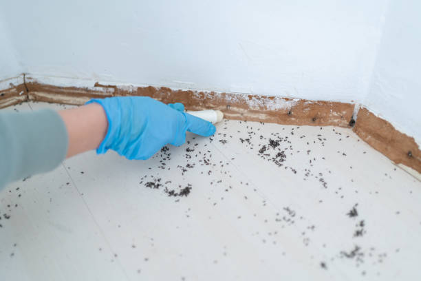 Best Ant Control Services  in Montpelier, ID